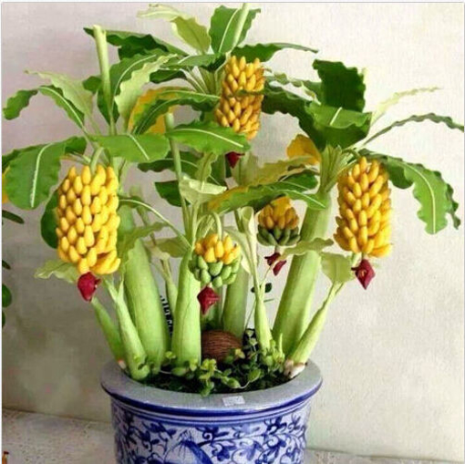 Picture of Egrow 30 Pcs Dwarf Banana Seeds Bonsai Tree Tropical Fruit Seeds Balcony Flower for Home Plants