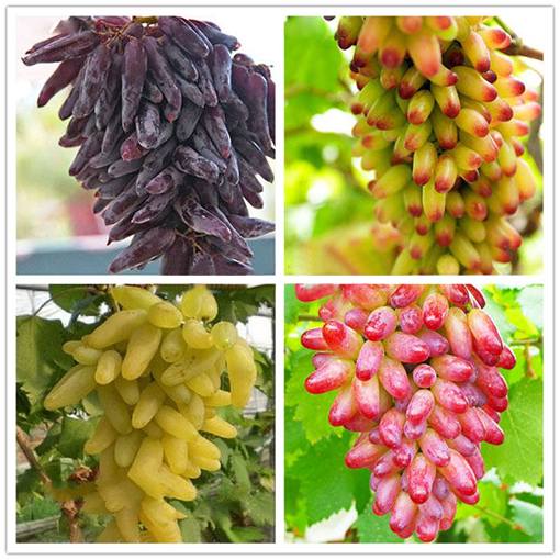 Immagine di Egrow 50 Pcs/Pack Finger Grape Seed Delicious Potted Fruit Grapes Plant Seeds For Home And Garden