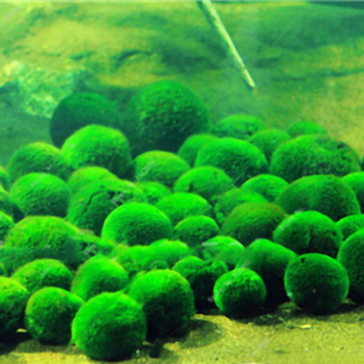 Immagine di Egrow 1000 PCS Aquarium Fish Tank Grass Seeds Water Aquatic Plant Seeds Ornamental Lawn Grass