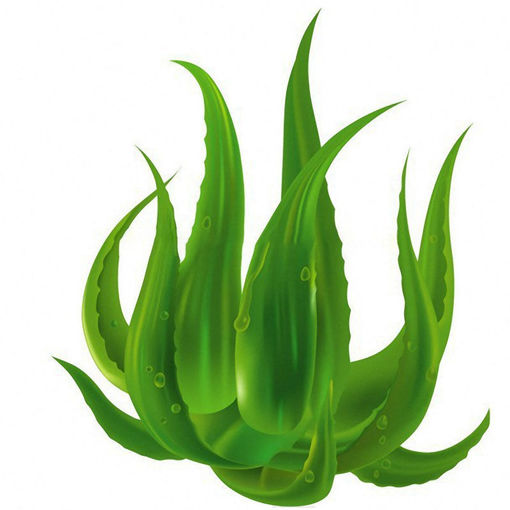 Picture of Egrow 100 PCS Aloe Vera Seeds Beauty Plant Edible Bonsai Plants Vegetables And Fruit For Gardening