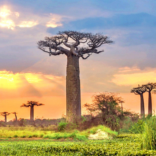 Immagine di Egrow 5Pcs/Bag Adansonia Digitata Baobab Tree Seeds Rare Baobab Seeds Tropical Plant Garden Seeds